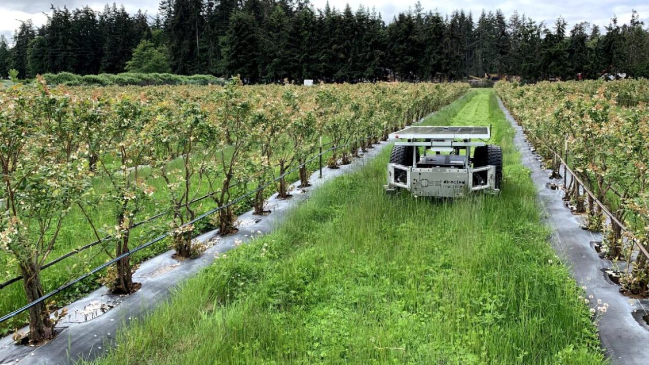 A land care robot going down rows of grass between crops.