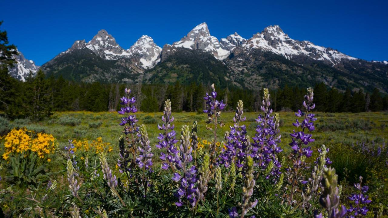 White-capped mountains behind a meadow in Wyoming