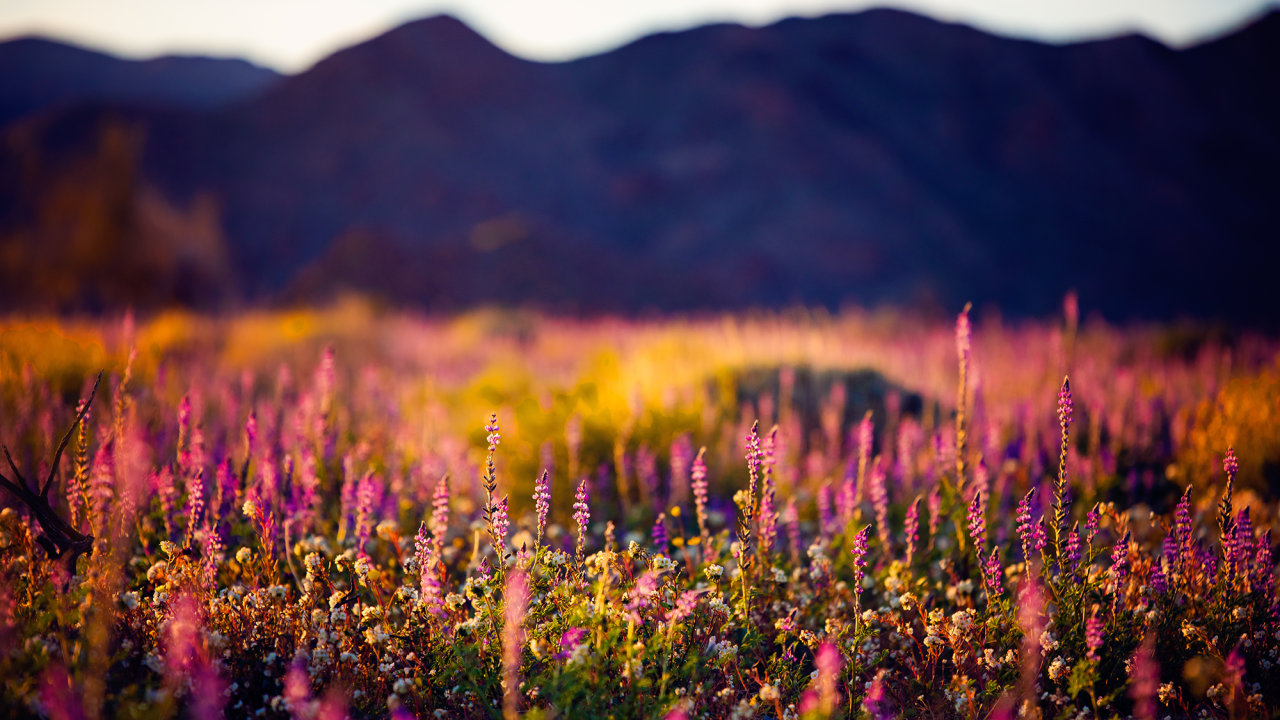 Wildflowers at the foot of a mountain