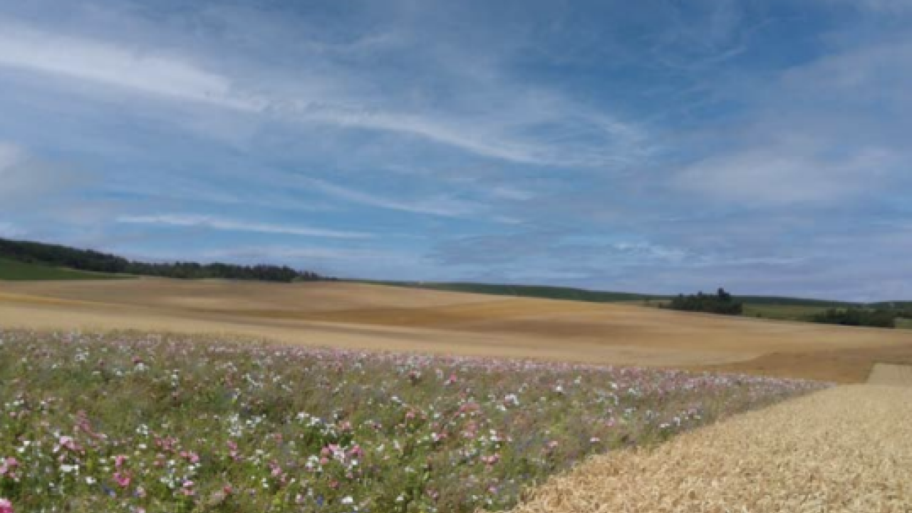 A Field 