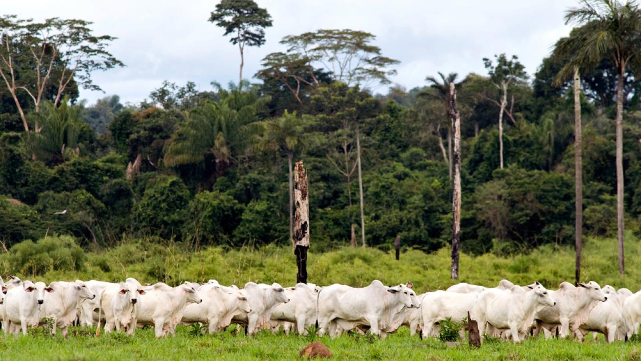 A herd of cattle in an open field surrounded by forest.