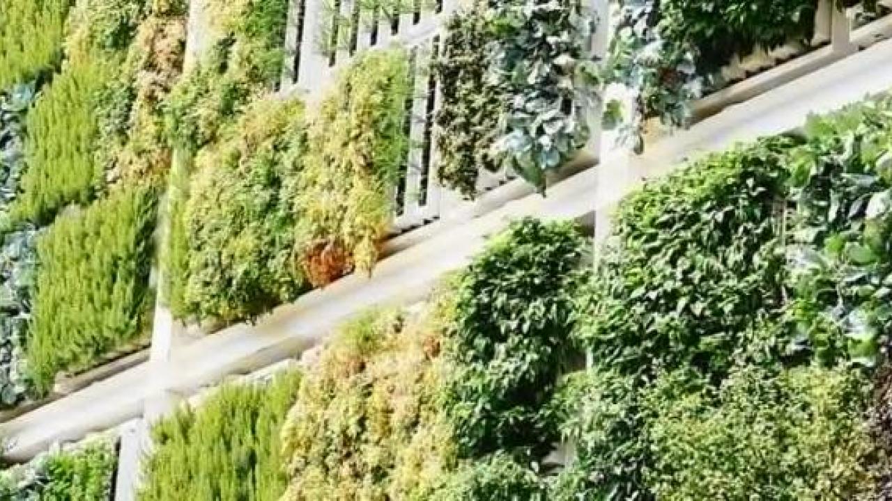 A wall filled with different greenery.