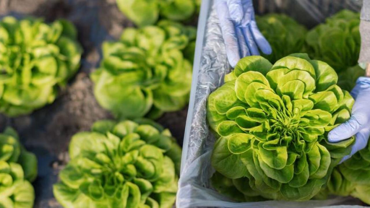A person holding a lettuce 