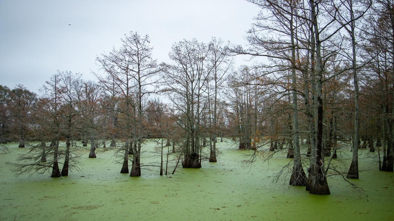 Louisiana wetlands