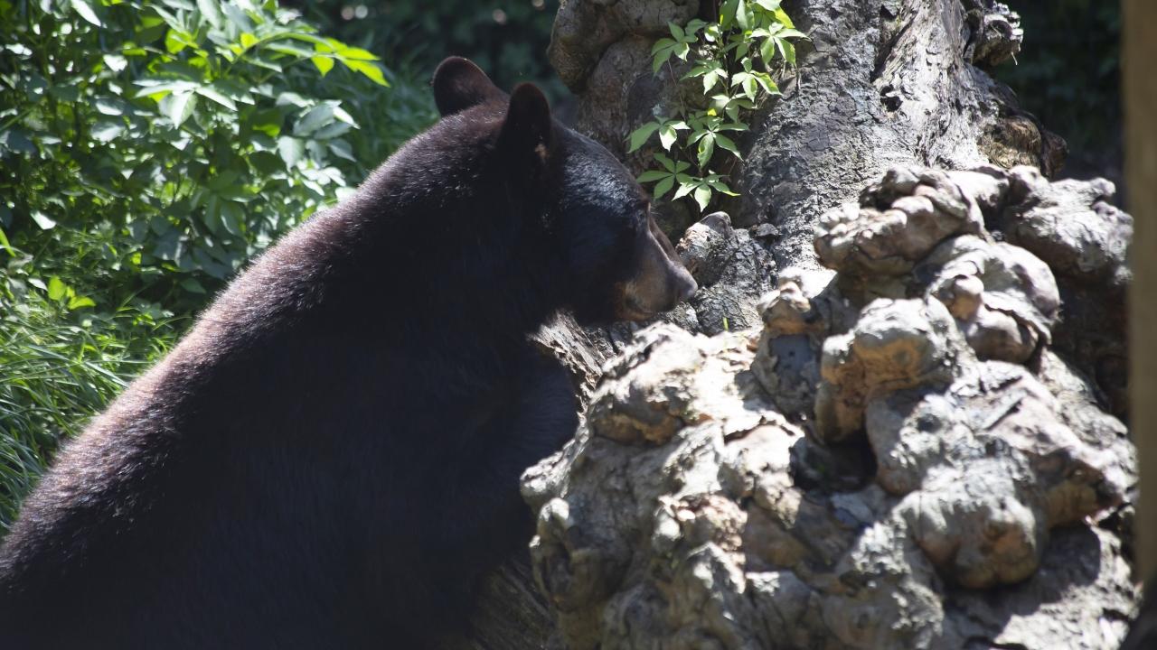 Louisiana black bear