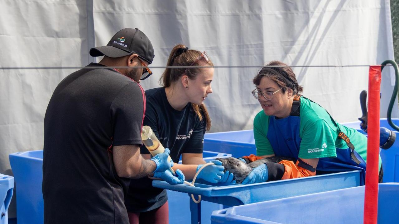 DP World volunteers assisting staff at the Marine Mammal Rescue Centre as they feed and care for an orphaned seal pup in a blue rehabilitation tub.