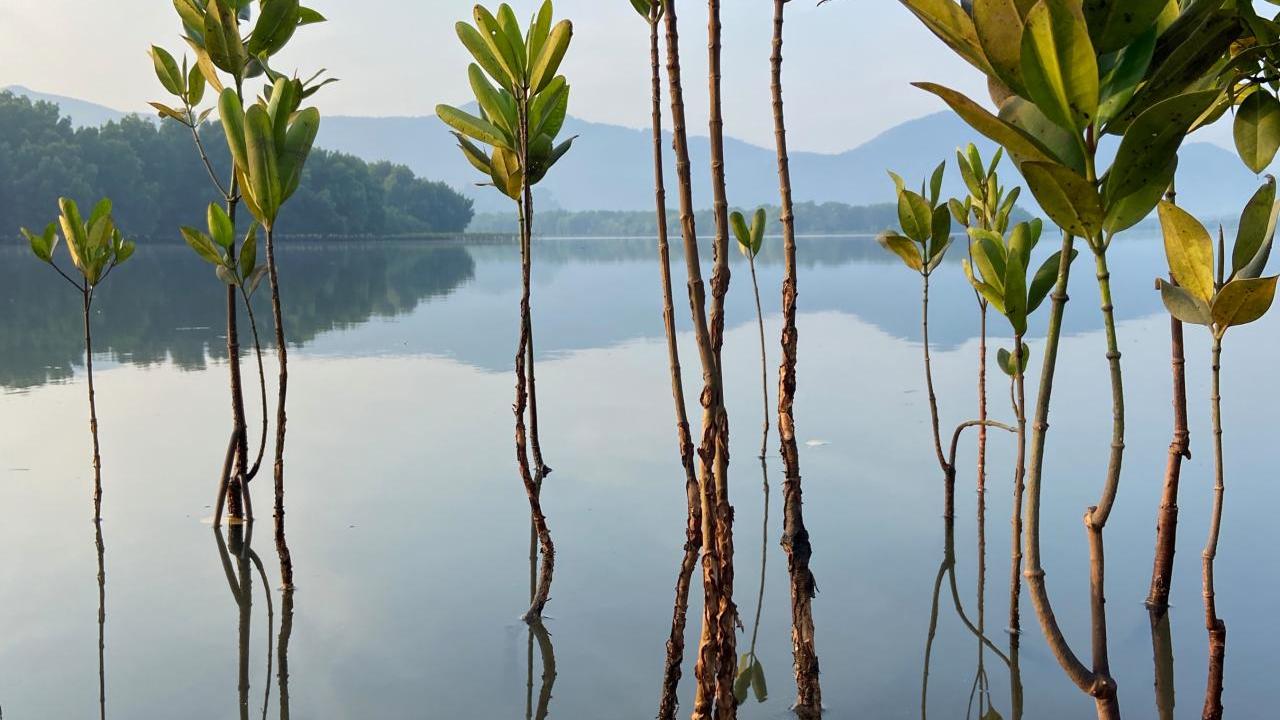 mangrove plants 