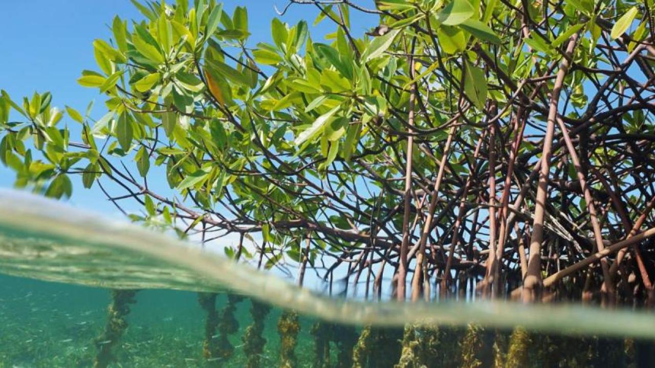 Mangrove