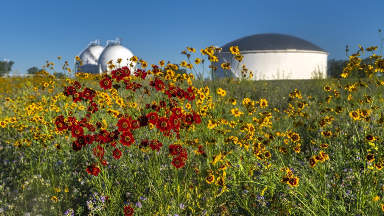 Field of flowers 
