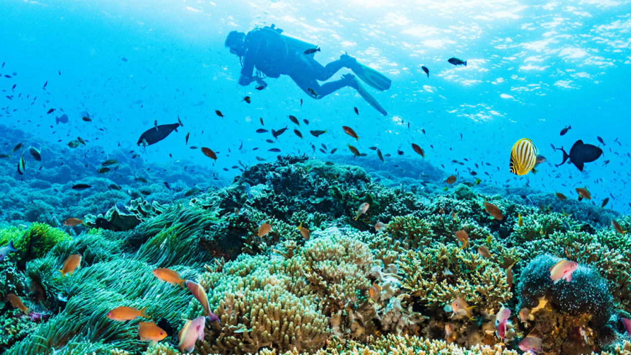 Scuba diver over coral reef