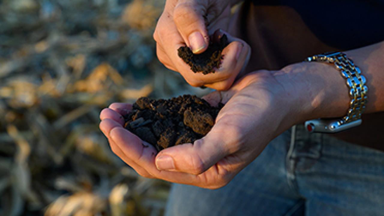 Soil Sampling