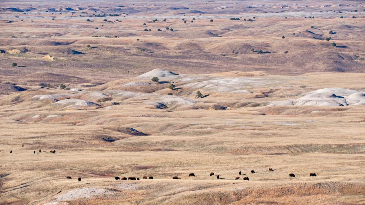A dispersed herd of Plains bison, seen from a high-vantage point. © WWF-US / Clay Bolt