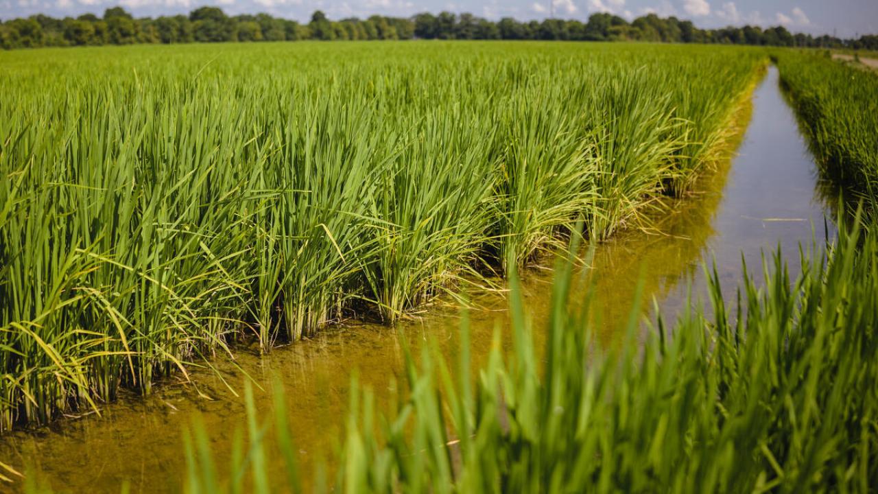 Close up of a rice field