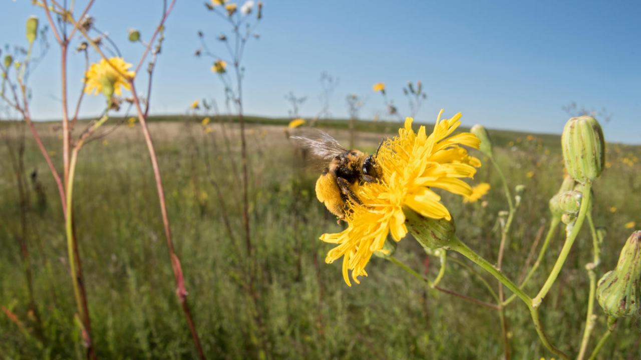 Close up of a sunflower bee collecting pollen on a flower bud