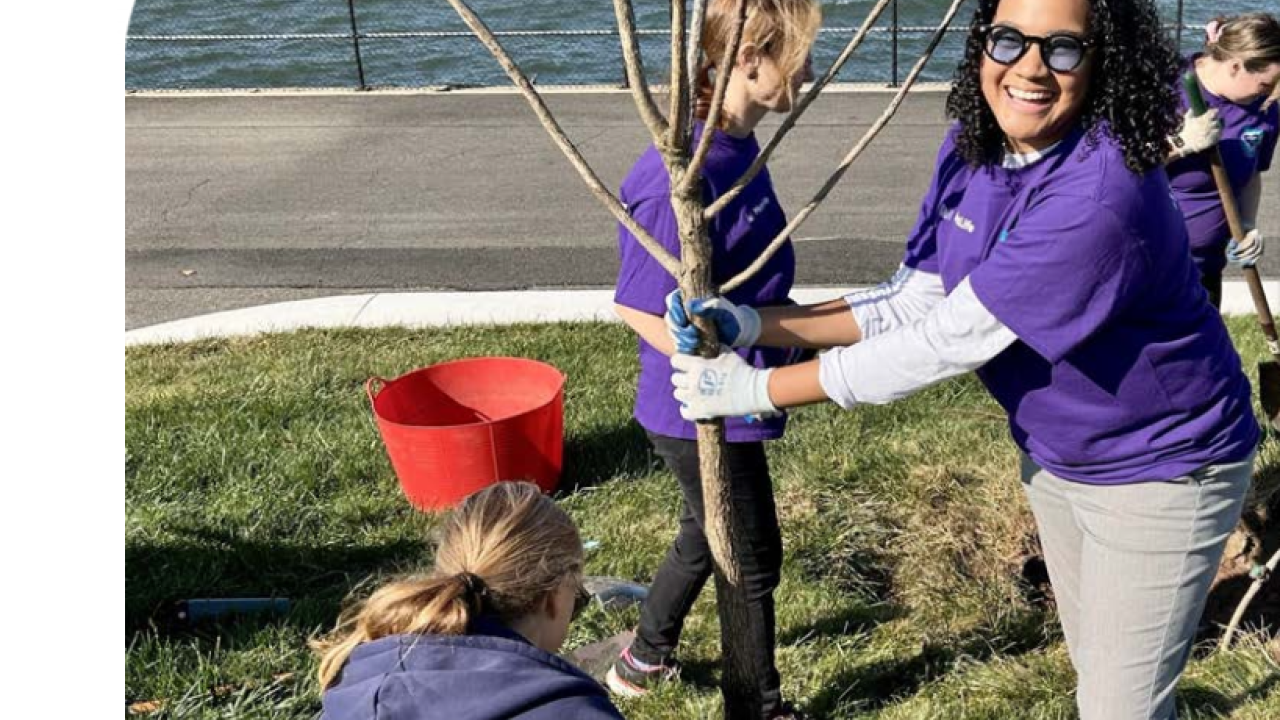 Colleagues volunteer by planting trees on Governors Island in New York City. 