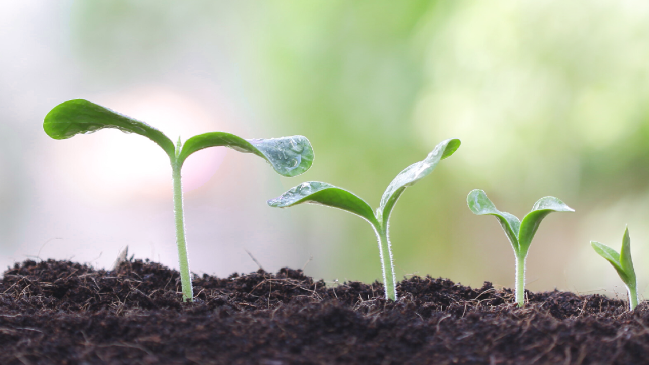 Four small sprouts emerging from soil