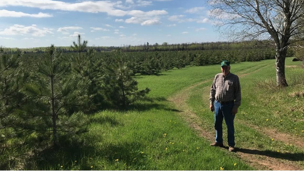 person standing outside next to a large plot of small trees