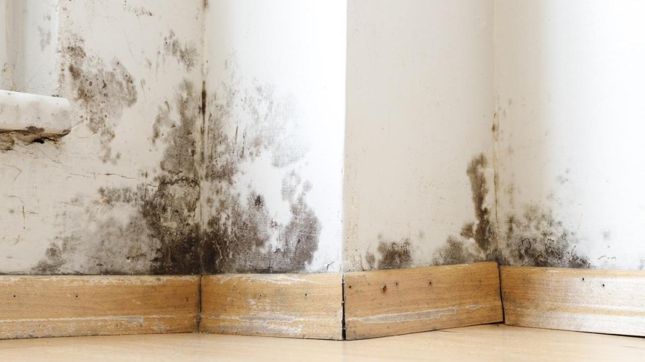 Mold