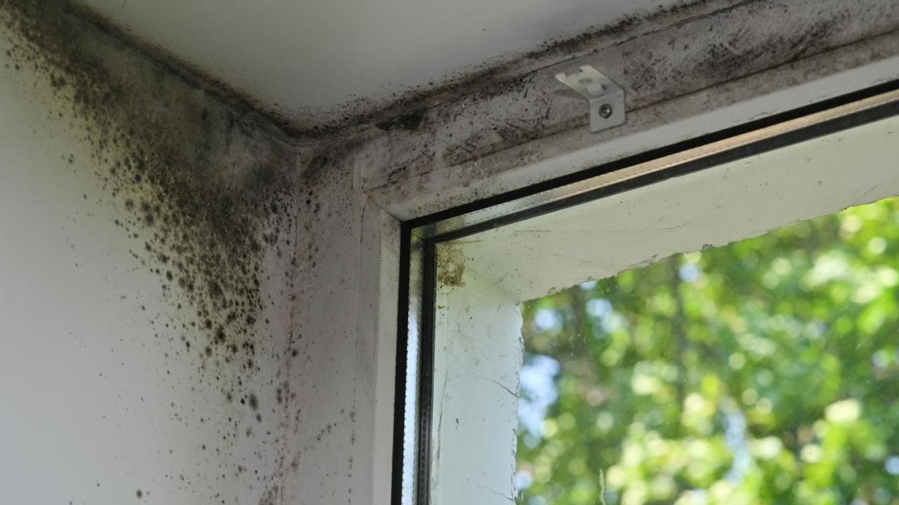 Mold