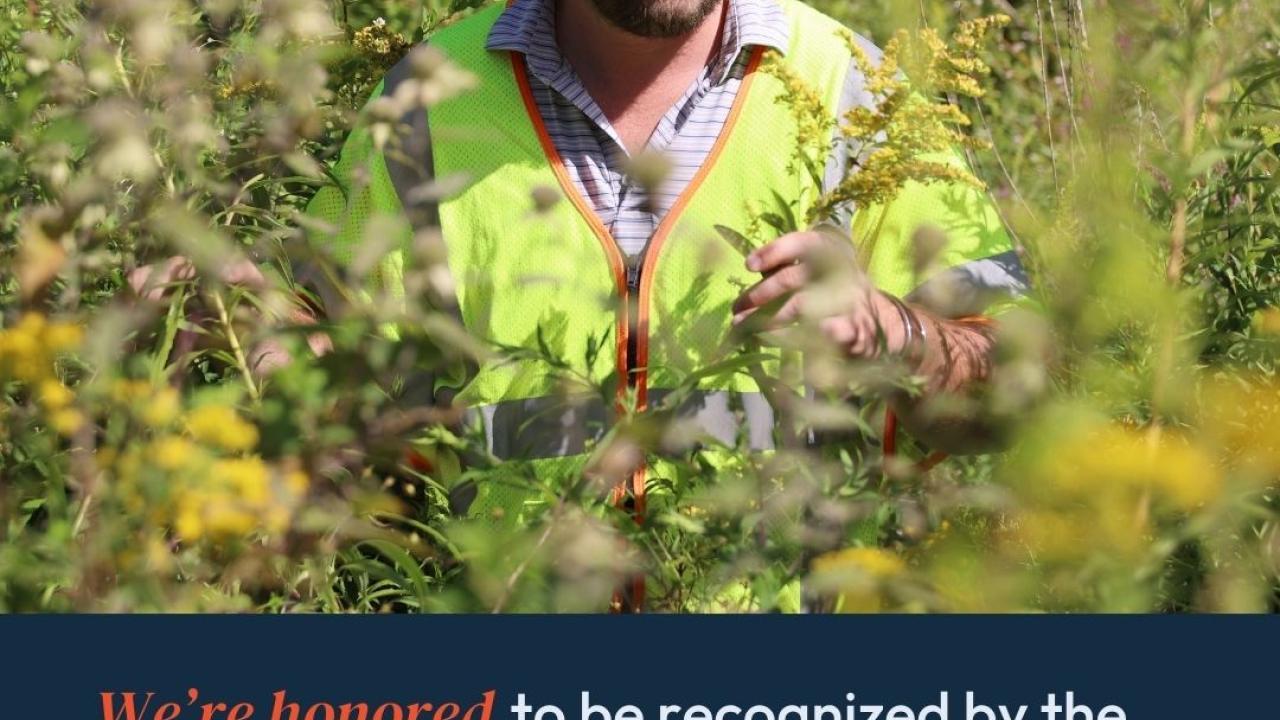 PSEG employee in pollen field. "We're honored to be recognized by the University of Illinois Chicago as a 2024 Monarch Conservation Partner for our efforts in supporting monarch butterfly habitats in our rights-of-way."