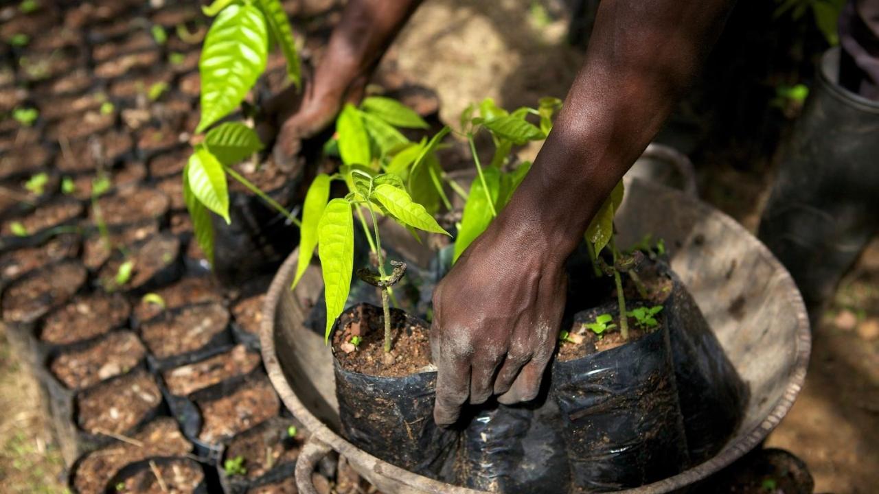 Hands holding plant starts