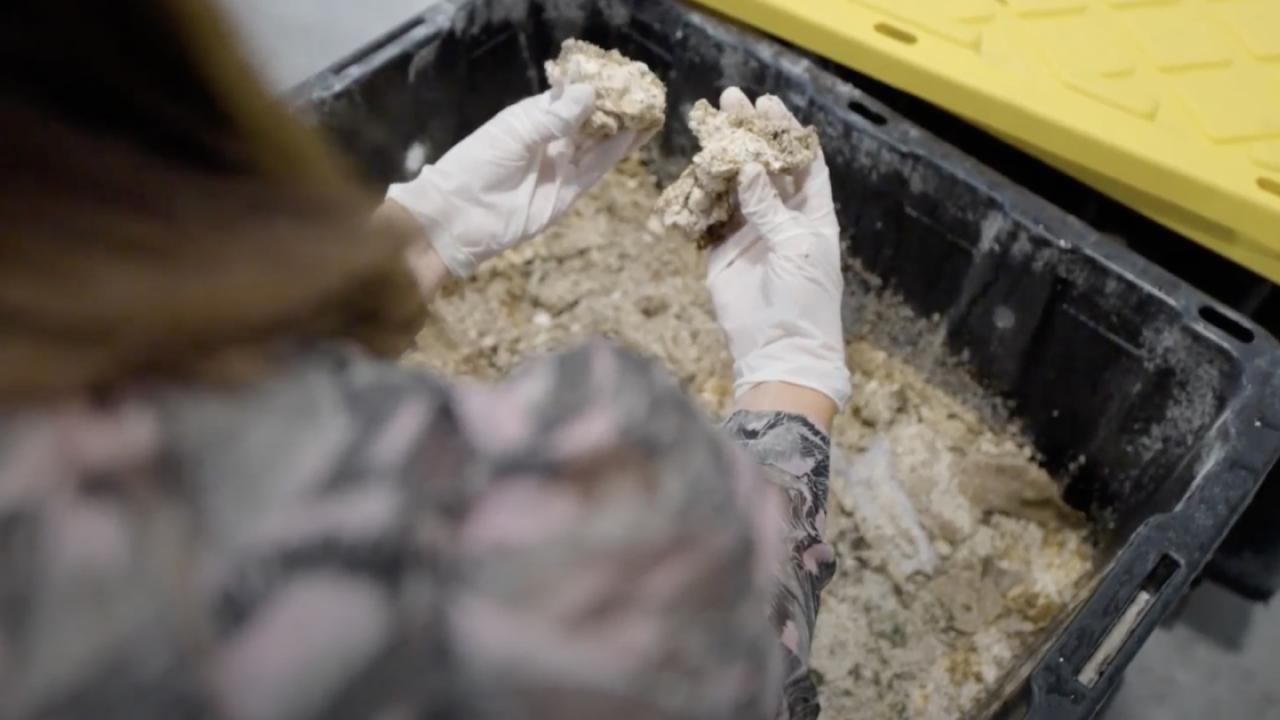 A person with gloved hands crumbling a bin of off white material.