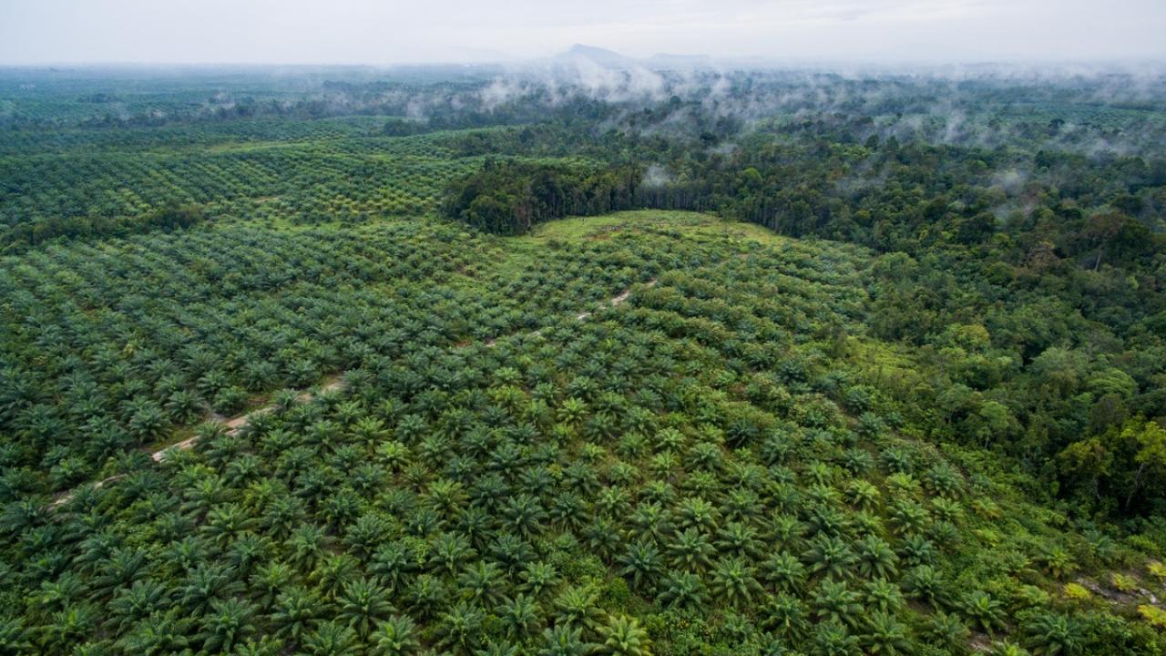 aerial view of oil palm plantation