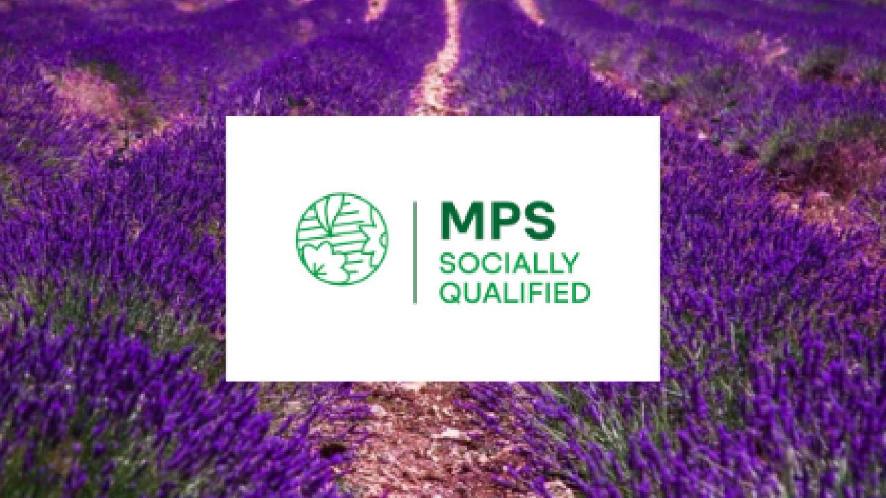 MPS logo with a background of lavender fields