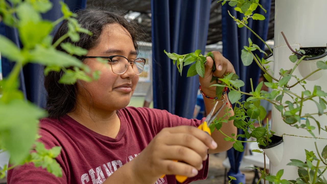 Trimming a plant
