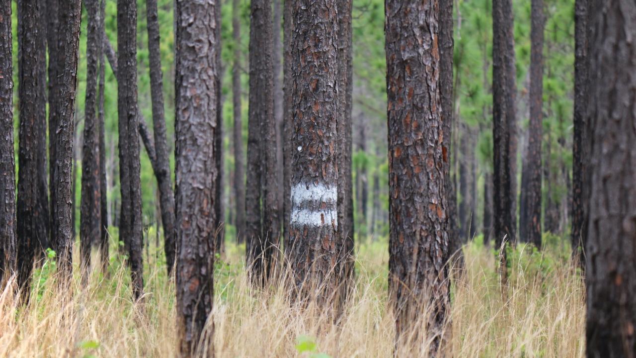 trees in a forest