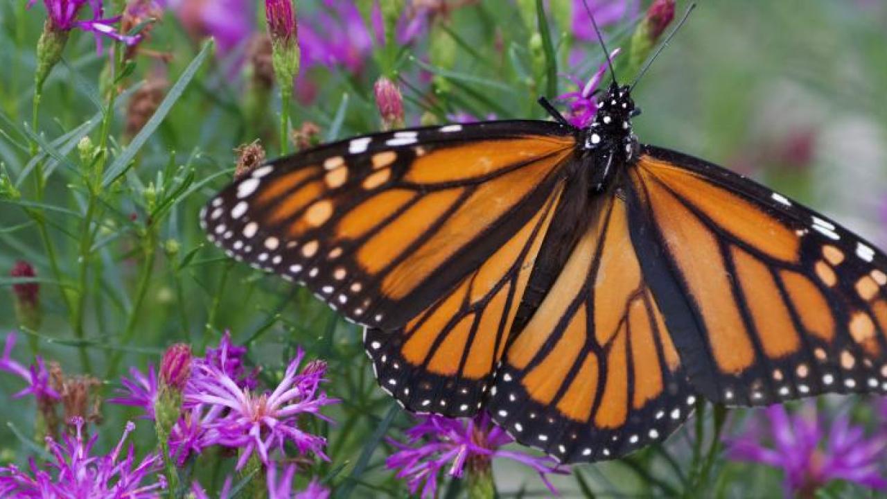 A monarch butterfly on a plant with purple flowers.