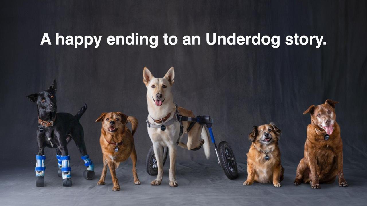 5 dogs pose under text that says "A happy ending to an Underdog story."