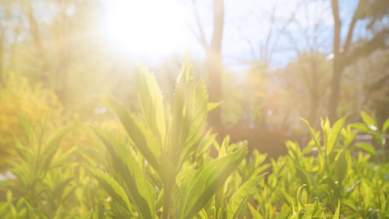 Sunrise over a green meadow.
