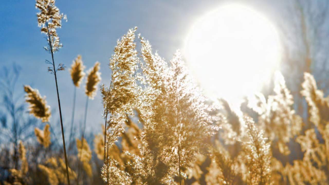 Sunshine over a field of wheat.