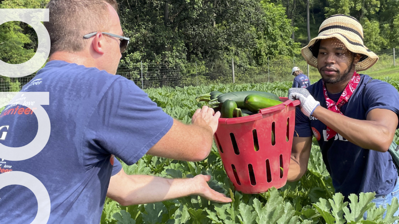 Two people picking produce in a large garden