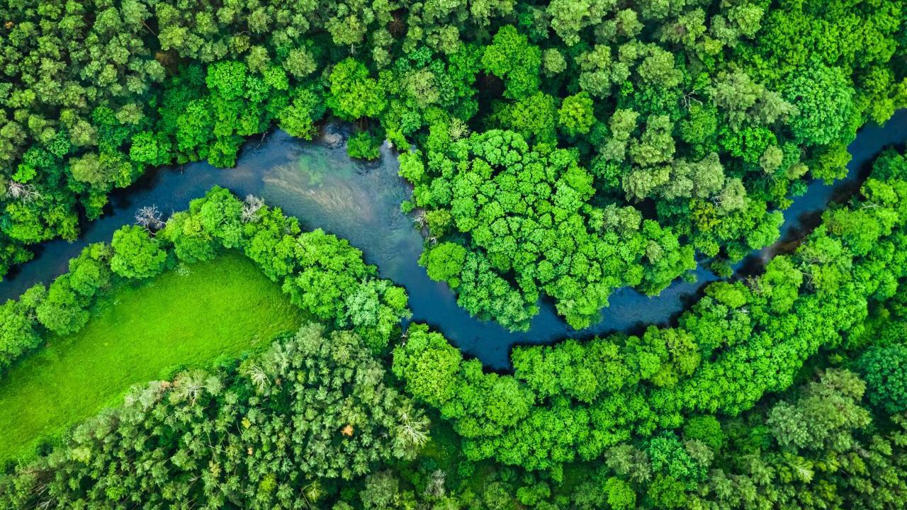 Aerial view of a river winding through a forest