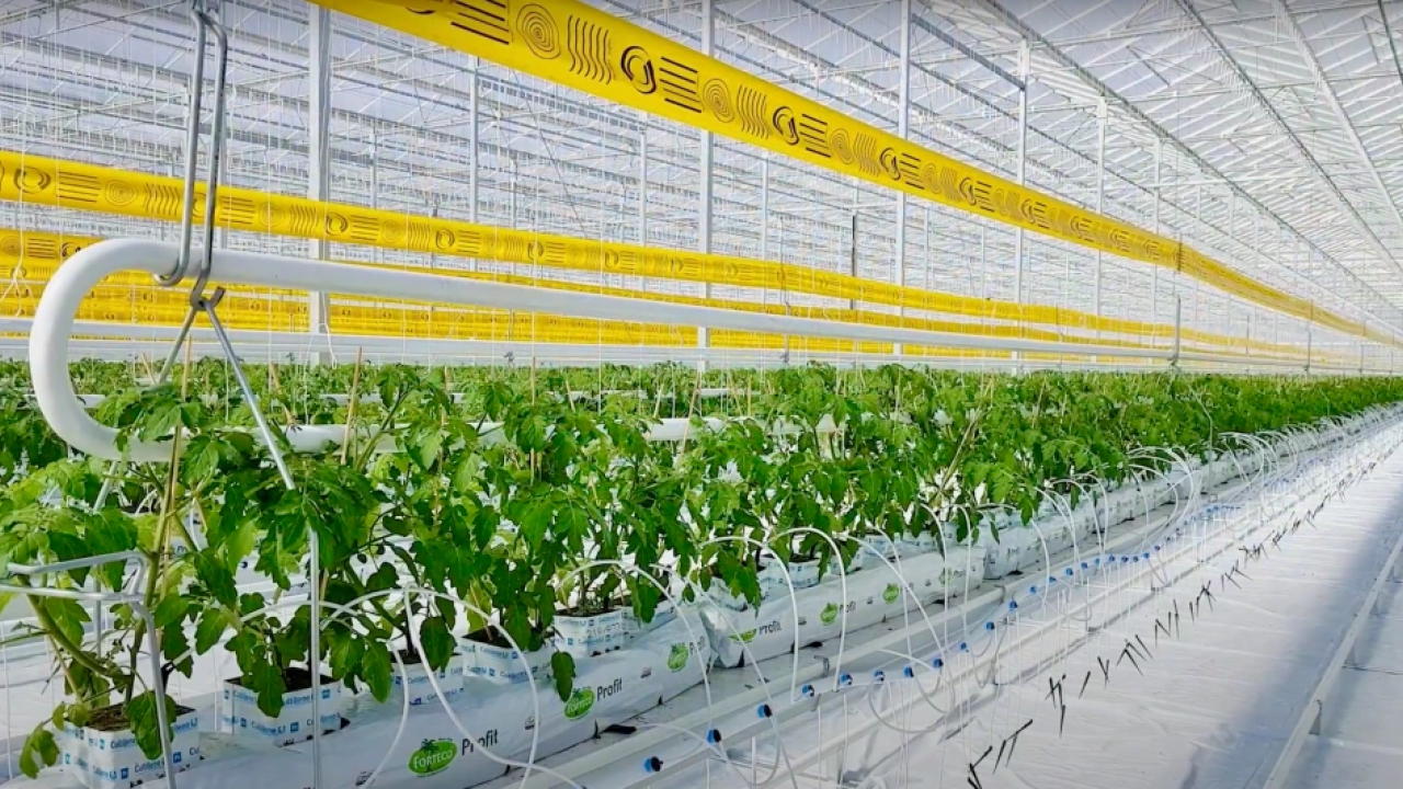 Greenhouse