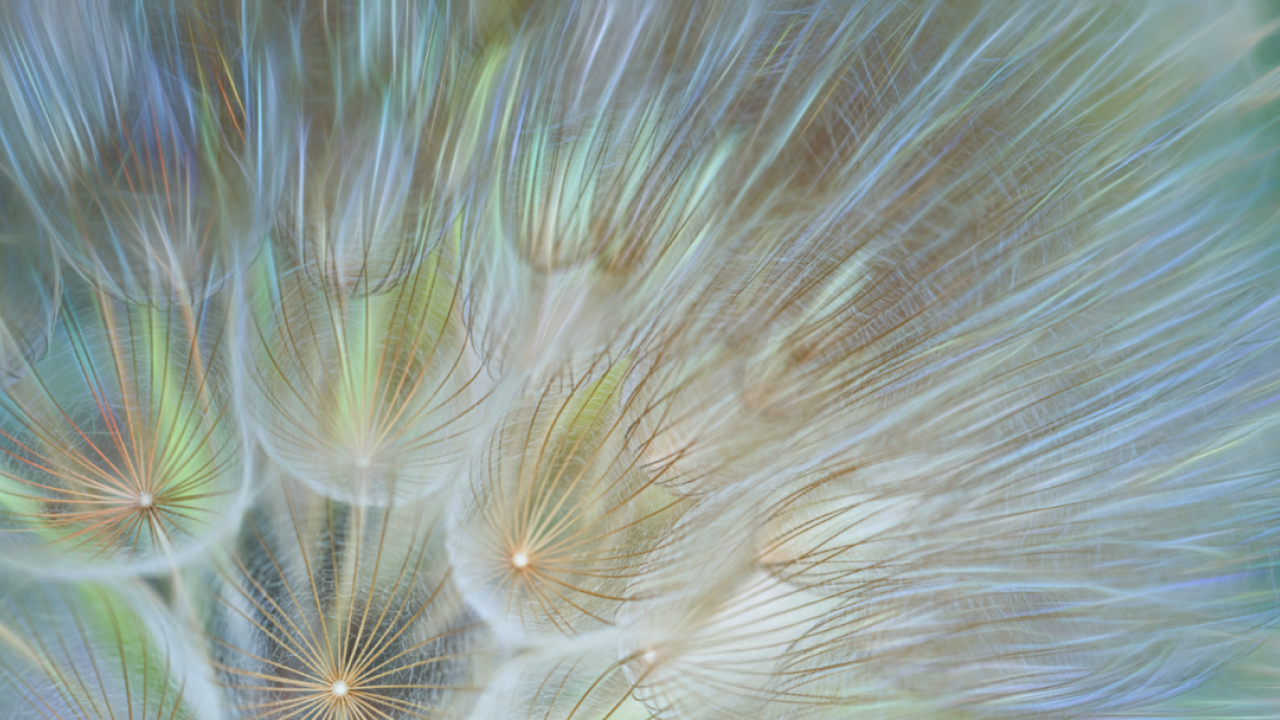 Close up of dandelions 
