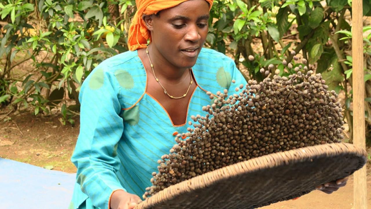 Woman tosses dried nuts on a screen with hedge in the background