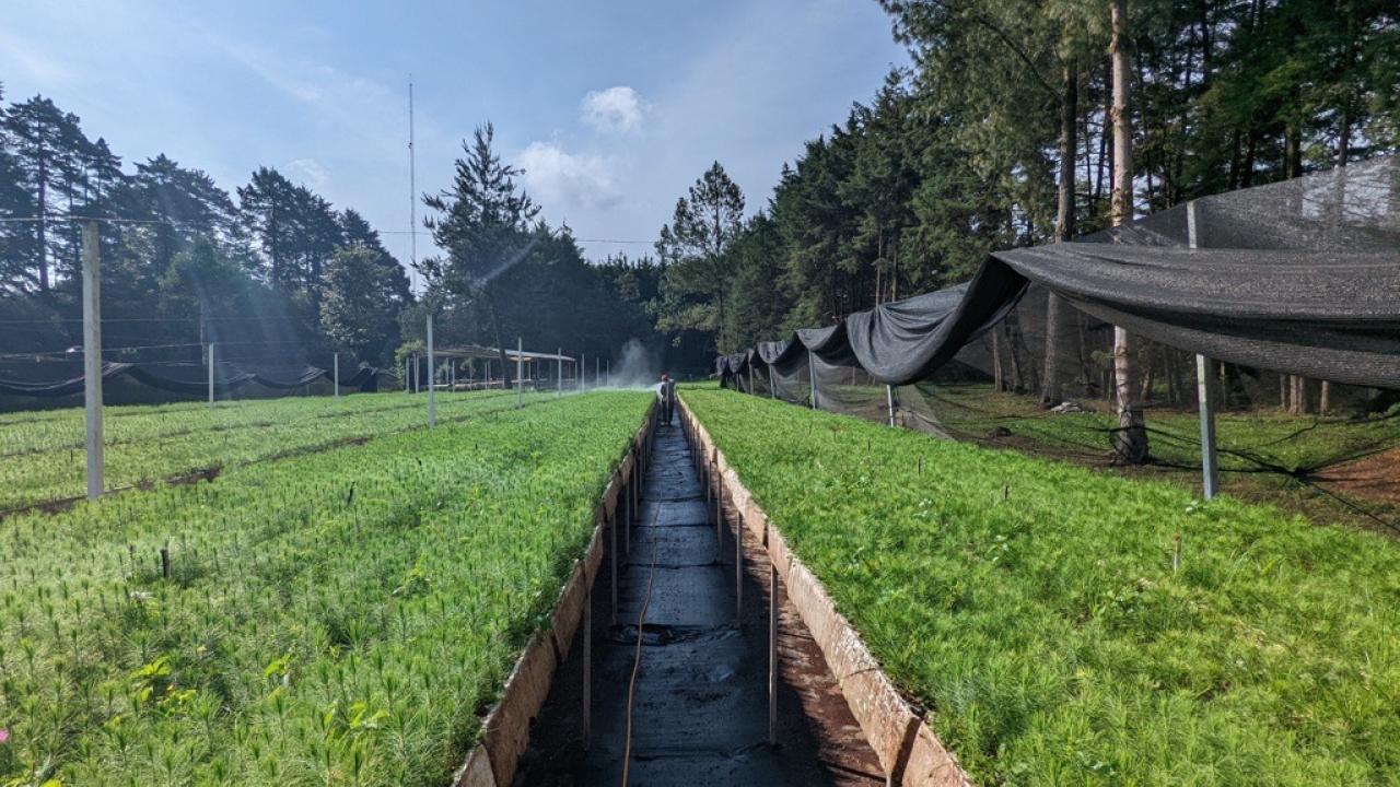 Fields of trees being planted