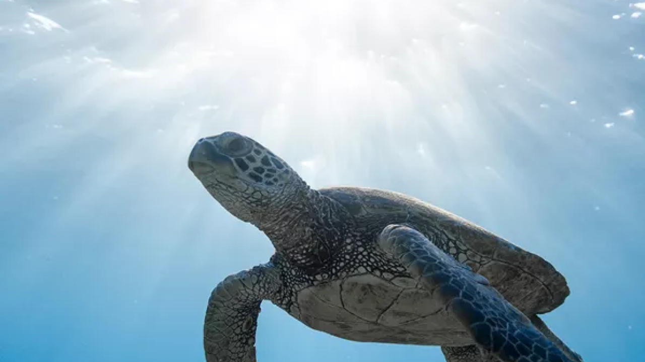 Turtle swimming in the ocean