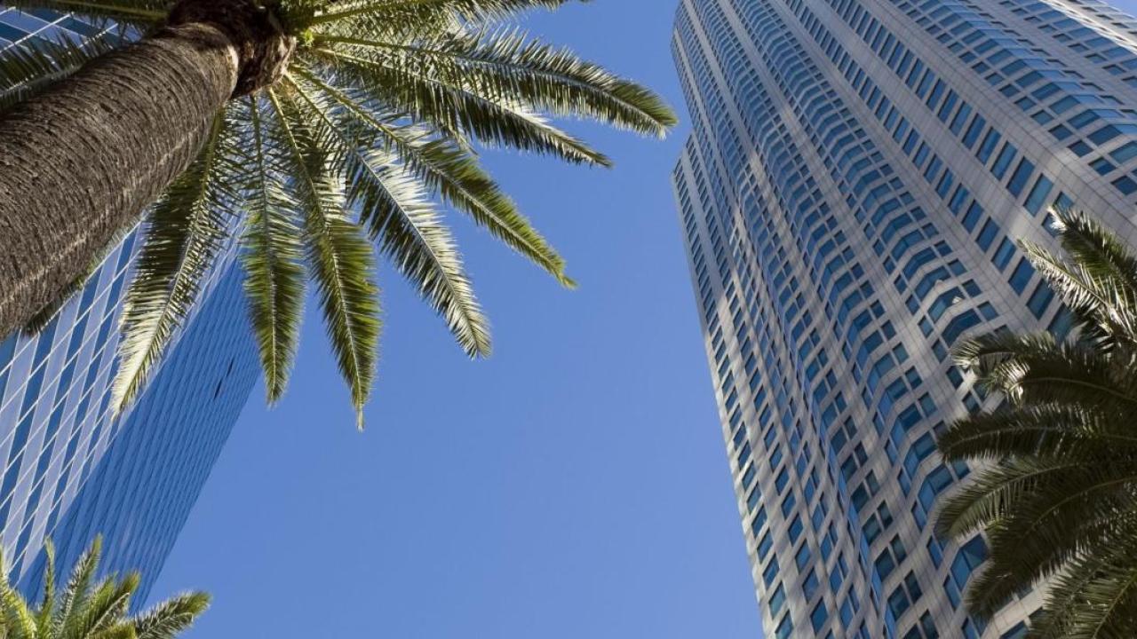 Towering buildings and palm trees 