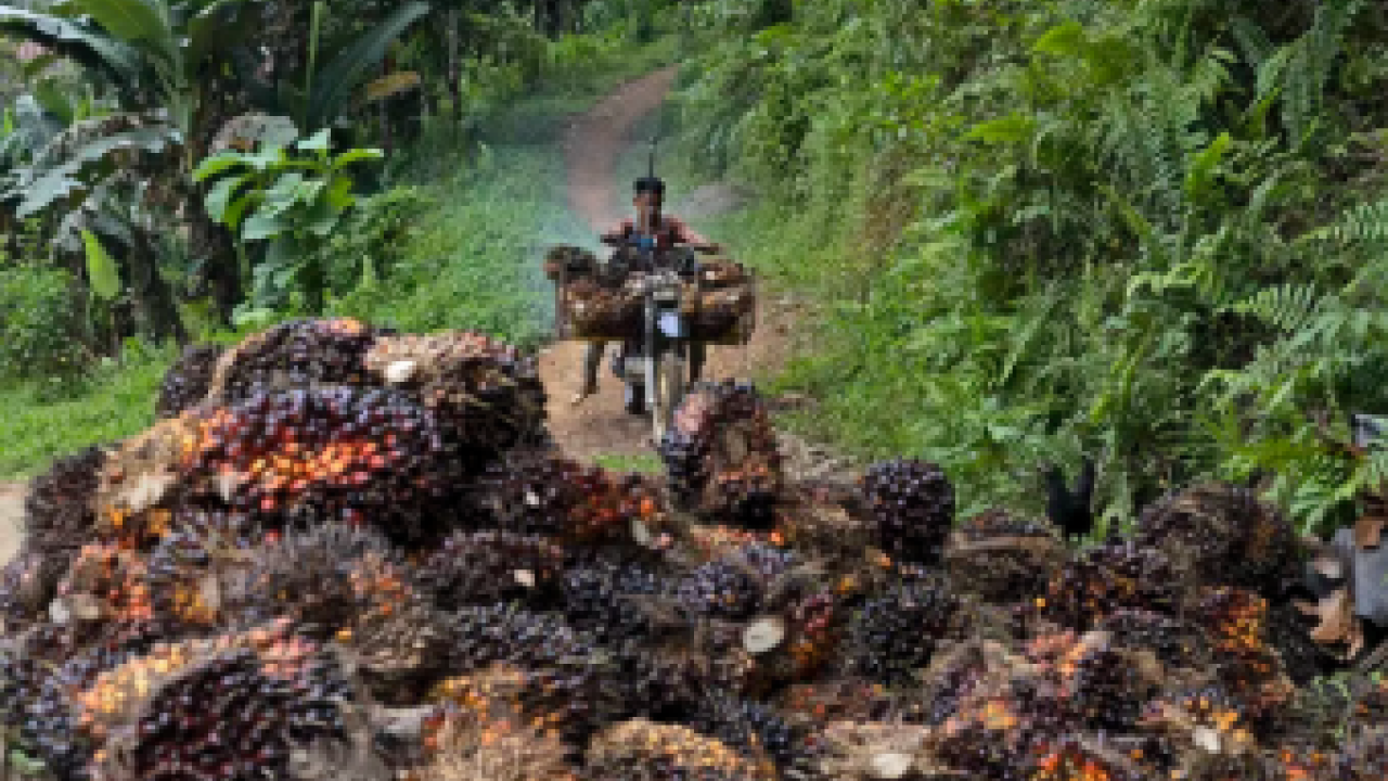 Palm oil farmer in South Sulawesi, Indonesia, on motorbike transporting palm fruit and approaching pile of palm fruit