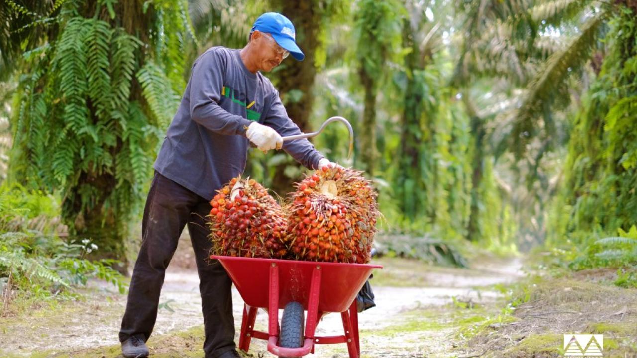 Oil palm smallholder farmer with fresh fruit bunch in Indonesia