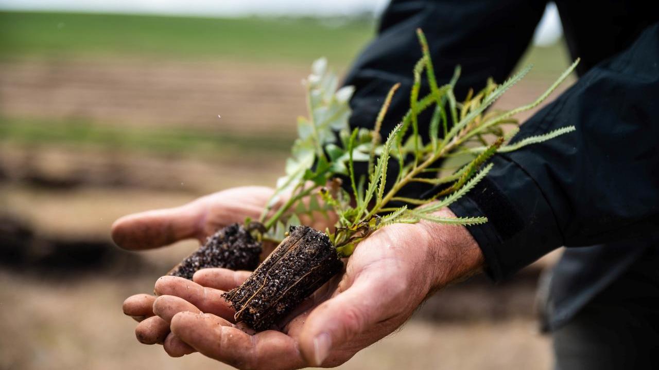 Two outstretched hands each holding a seedling tree.