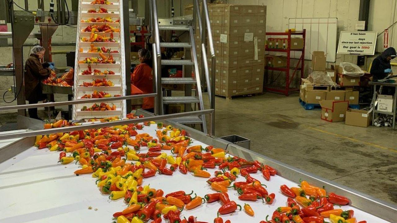 peppers on a conveyor belt 