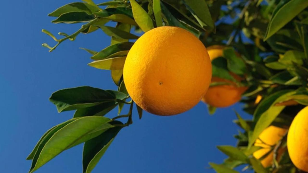 Looking up to ripened oranges on a tree