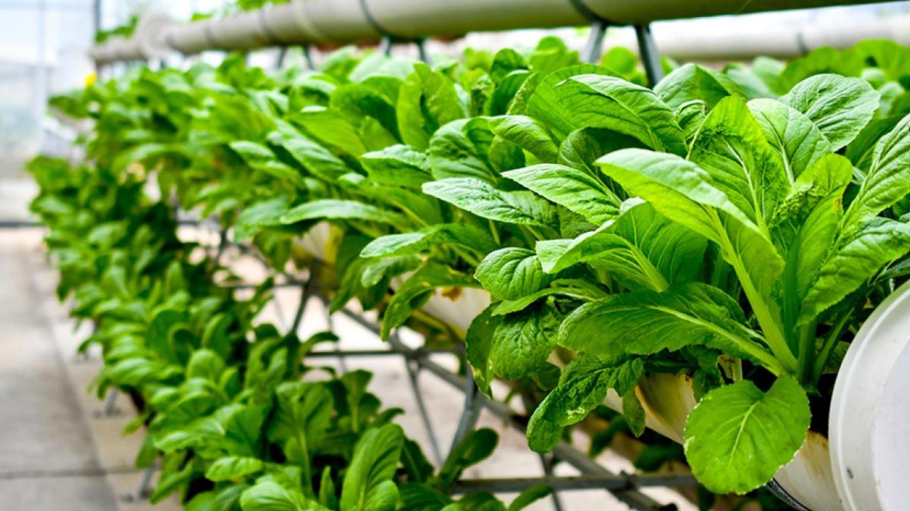 vertical farm