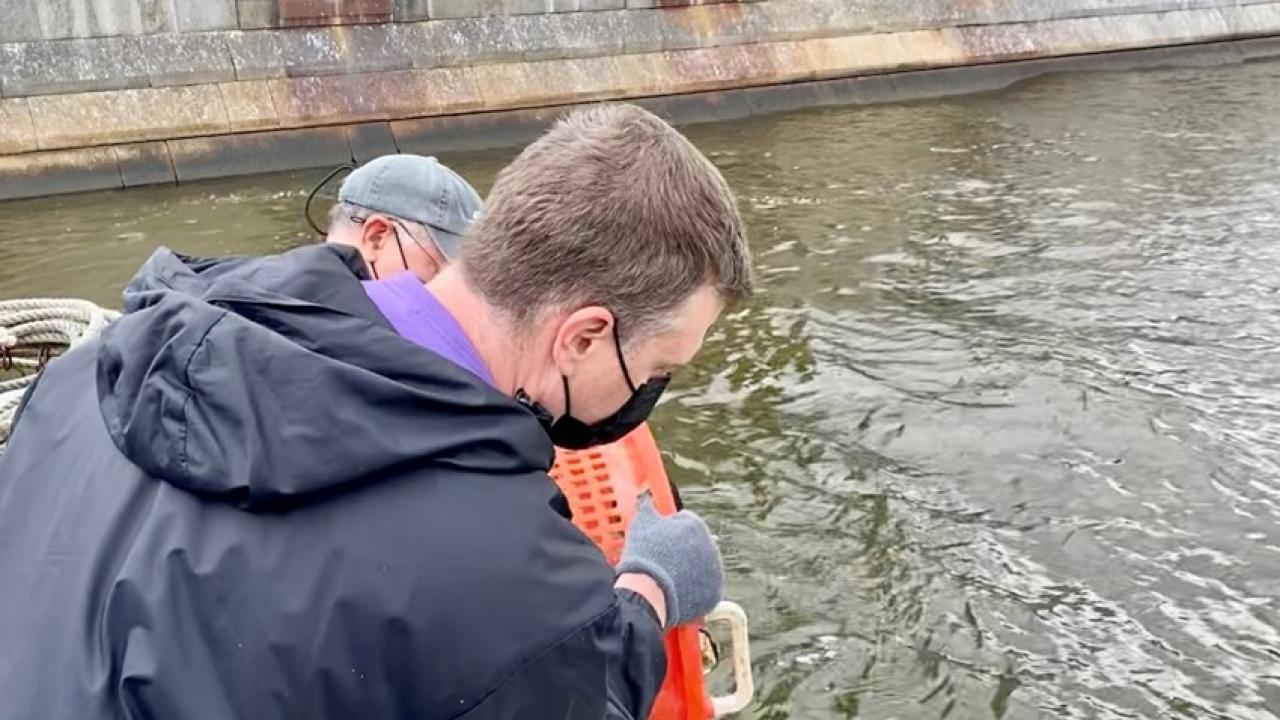 Person tipping a large bucket of oysters into the water
