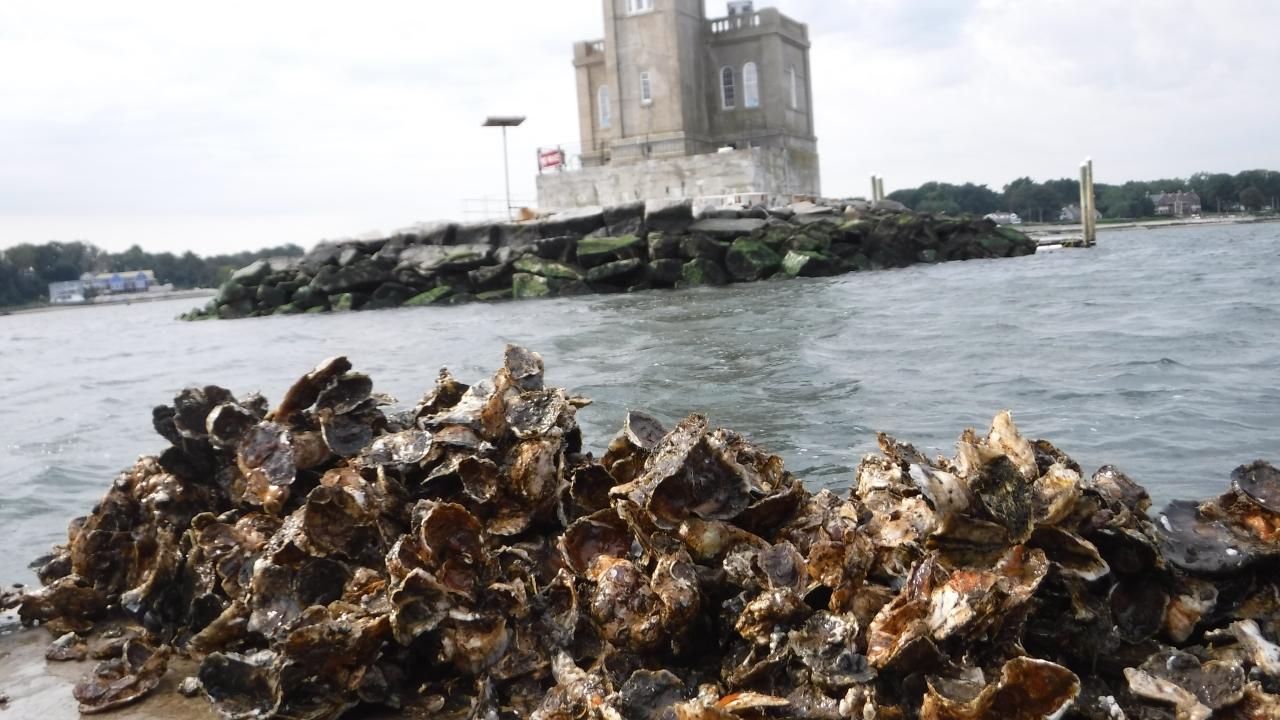 oyster shells along the seashore